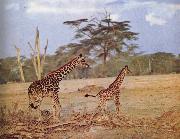 unknow artist The oppna terrangen am failing giraffe favoritmiljo oil painting on canvas